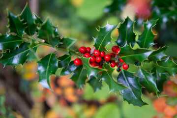Christmas holly branch with red berries and green leaves