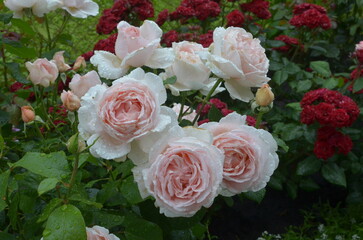 pink roses bouquet. Andre le Notre