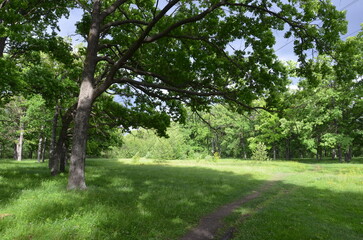 trees in the parkA sunny day in an oak forest.
