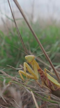 Portrait of european praying mantis stands in tall grass in strong wind and looking at camera, slow motion. Close-up of vivid green praying mantis standing in thick, burnt grass in autumn wind. 