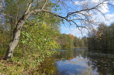 Obraz premium autumn in the park