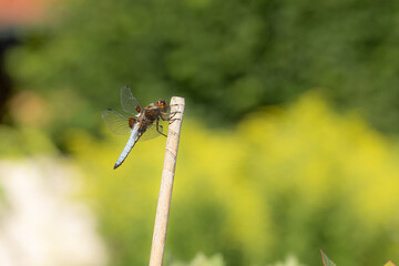 Fototapete bei efototapeten.de bestellen   
