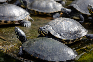 Obraz premium turtle on the rocks