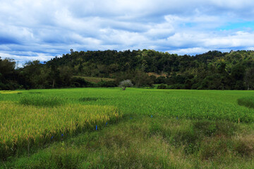 Fototapeta premium The rice fields are full, waiting to be harveste under blue sky. Farm, Agriculture concept.