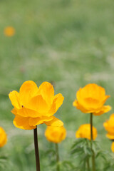 Obraz premium Yellow Flower On Grass Meadow Close Up
