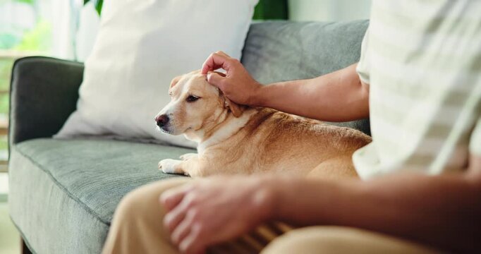 Home, dog and man on couch, care and bonding together with comfort, rest and relax. Emotional support, domestic animal or person on sofa, pet owner and adoption with love, companion or calm in lounge