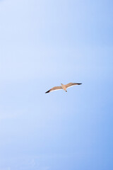 Seagull in Flight Over Coastal Waters Bird Wildlife Photography