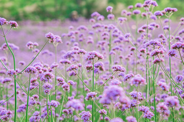 Obraz premium Vibrant Purple Flower Field Landscape Natural Color Palette