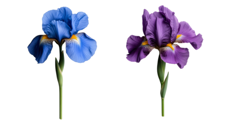 set of blue yellow white purple iris with slender petals isolated on transparent background	