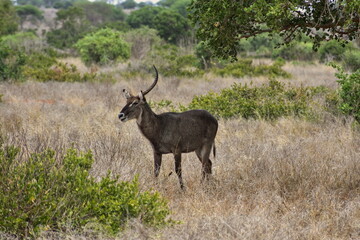 Waterbuck with one horn in Tsavo East National Park, Kenya