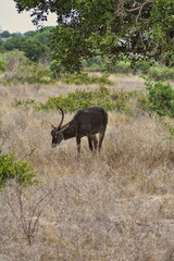 Waterbuck eating grass in national park