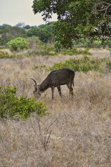 Fototapeta premium waterbuck eating grass in savanna