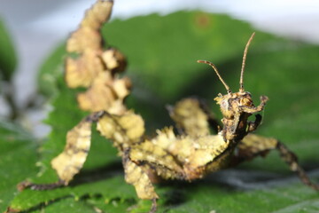 phasme scorpion tiar&eacute;