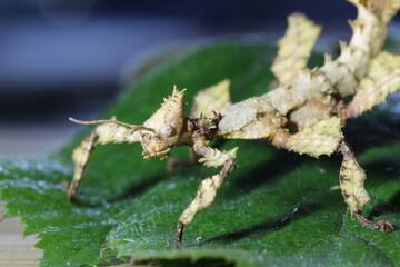 phasme scorpion tiar&eacute;