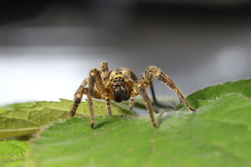 araignée