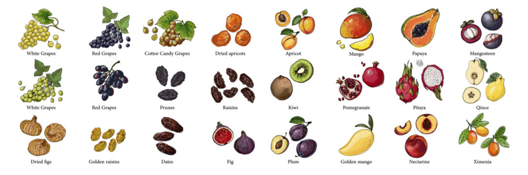 Vector food illustration colorful hand drawn berries, fruits	