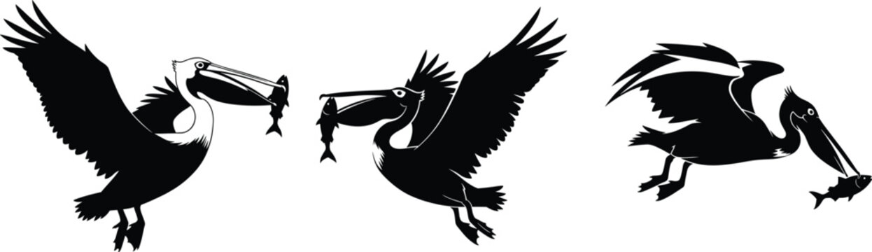 Flying pelican bird silhouettes catching fish wildlife sea bird fishing illustration ocean nature hunting scene vector design artwork