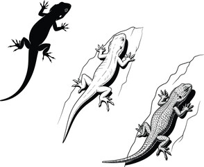 Naklejka premium Lizard reptile silhouettes and detailed gecko climbing on rock wildlife nature illustration collection exotic animal design black white vector