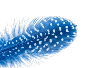 Stunning blue feather with white spots design art