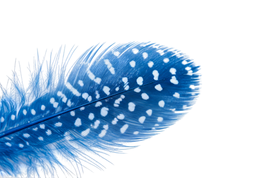 Stunning blue feather with white spots design art