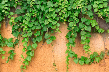 Boston Ivy Fresh Green Leaves Design Element Texture