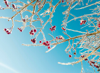 Frosted Hawthorn Berries Closeup Winter Botanical Detail