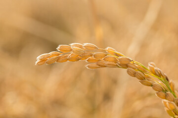 Closeup of Mature Rice Ear Crop Harvest Ready