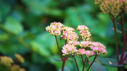 pink and yellow flower