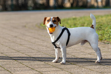 Small young brown white Jack Russel terrier stands alert vibrant green grass people blurred in background. Energetic companion exudes playful spirit and curiosity, scanning surroundings warm sunlight