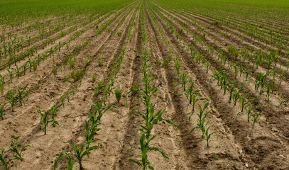 Corn Seedlings Growing in Agricultural Field Crop Development Stage