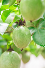 Developing Passion Fruit on Vine Agricultural Growth Stage