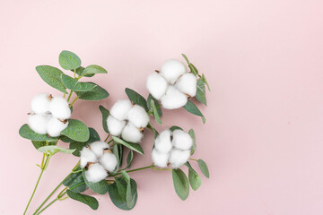 Cotton Plant Stems with White Fiber Harvest Ready