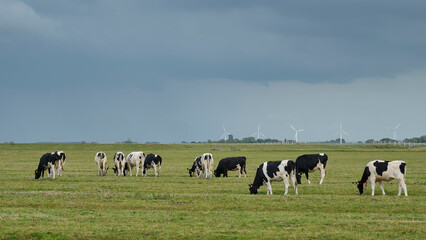 Black and white Friesian Holstein cows in a pasture under a cloudy and dark stormy sky in Friesland The Netherlands