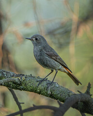 Kleiner Singvogel sitzt auf einem bemoosten Ast in natürlicher Umgebung. Naturaufnahme eines wilden Vogels im Freien.