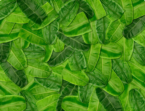 Green Banana leaf background for backdrop, banana leaf background wallpaper, banana leaf decoration, Indian festival background.