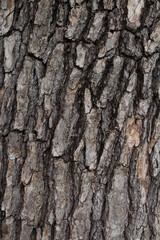 Fototapeta premium Closeup texture of natural pine tree bark background. Rough surface of pine tree trunk.