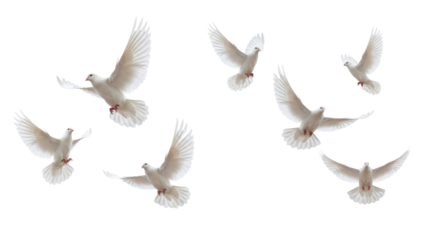 Flock of White Doves Flying in Various Directions Isolated PNG Cutout Transparent