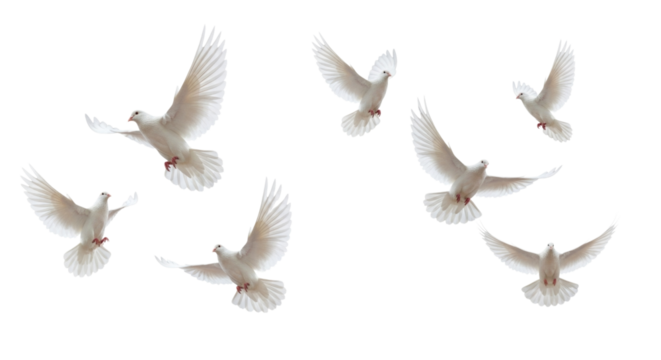 Flock of White Doves Flying in Various Directions Isolated PNG Cutout Transparent