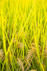 Golden Rice Grains Autumn Harvest Agricultural Closeup