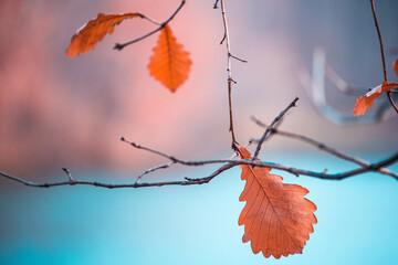 Autumn Leaf Showing Seasonal Color Gradient Transition