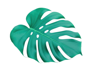 Teal Green Tropical Monstera Leaf with Splits Isolated PNG Cutout Transparent