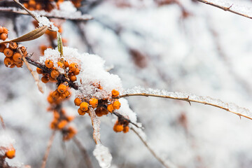 Snow Covered Sea Buckthorn Tree with Frozen Berries Winter Survival