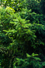 Vertical Forest Pine Trees in Deep Green Environment Eco Concept