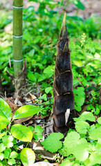 Spring Bamboo Shoots Emerging in Forest Floor Natural Growth