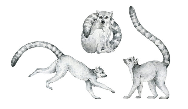 Watercolor set with wild ring-tailed lemur. Jungle hand drawn animals. Cute tropical wildlife animal