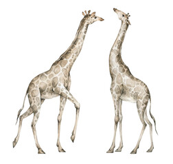 Watercolor set with wild giraffe. Realistic hand drawn animals. Cute safari wildlife animal © Kate K.