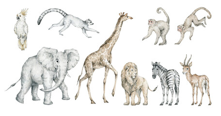 Watercolor set with wild savannah animals. Giraffe, elephant, lion, zebra, antelope, monkey, lemur, parrot. Cute safari wildlife animal