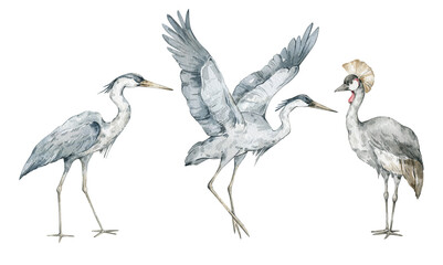 Obraz premium Watercolor set with wild tropical birds. Grey crowned crane, grey heron. Cute safari wildlife animal