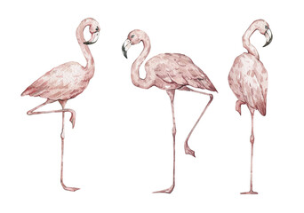 Watercolor set with wild tropical birds. Cute pink flamingo