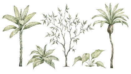 Naklejka premium Watercolor palm tree in green color isolated on white background. Vintage coconut and banana trees. Floral tropical jungle.